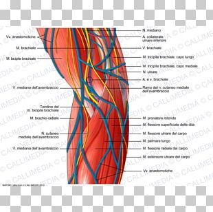 Ulnar Nerve Nervous System Elbow Medial Epicondyle Of The Humerus PNG