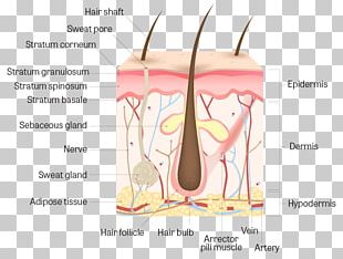 Human Skin Anatomy PNG, Clipart, Anatomy, Arm, Cross Section, Finger ...