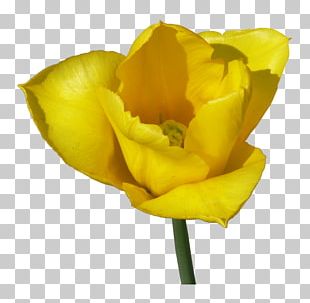 Tulip Cut Flowers PNG