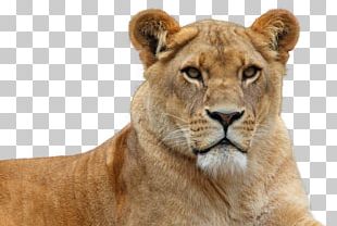 Lion PNG Images, Lion Clipart Free Download