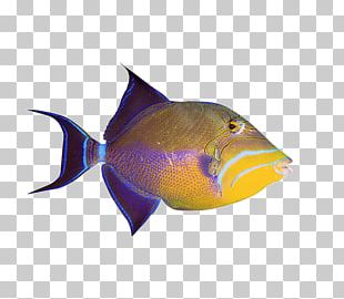 Ornamental Fish Aquarium PNG, Clipart, Animals, Aquarium Fish, Area ...