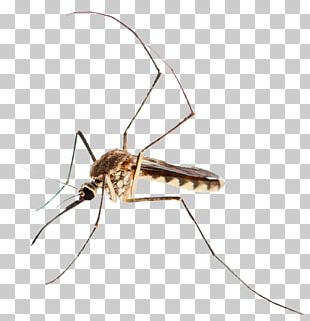 Insect Mosquito Dengue West Nile Fever West Nile Virus PNG, Clipart ...