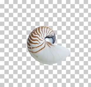 Nautilus Shells Png Images Nautilus Shells Clipart Free Download