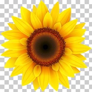 red sunflowers clipart