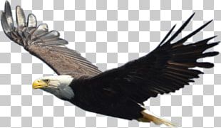Bald Eagle Hawk Falconiformes PNG, Clipart, Accipitriformes, Animal ...