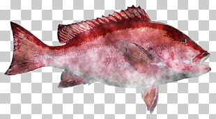 Northern Red Snapper Fish Products Salmon PNG