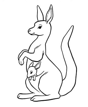 Red Kangaroo Australia Tail Quokka PNG, Clipart, Animal, Animals ...