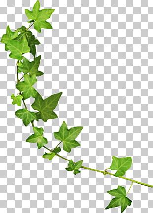 Vine Green Plant PNG, Clipart, Branch, Common Grape Vine, Download ...