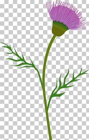 Scotland Milk Thistle Flower PNG, Clipart, Cut Flowers, Drawing ...