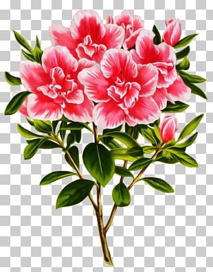 Azalea Photography PNG
