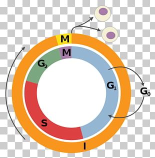 G1 Phase G2 Phase Cell Cycle Mitosis Interphase PNG, Clipart ...