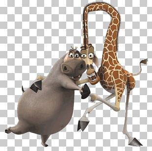 Melman Gloria Alex Madagascar Character PNG, Clipart, Alex, Animals ...