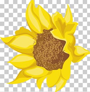 Sunflower Seed Daisy Family Dahlia Cut Flowers PNG