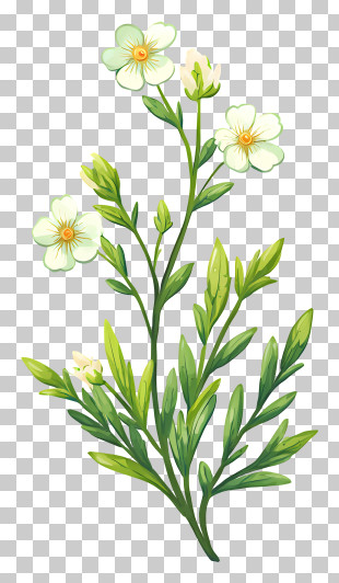 White Wildflower Botanical Illustration PNG