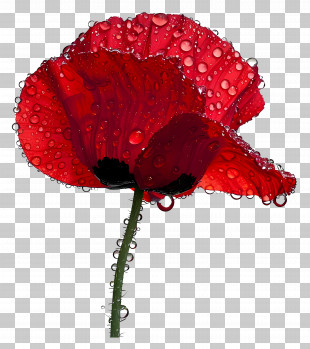Dew - Red Poppy Flower With Water Droplets PNG