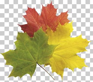 Autumn Graphics Illustration Stock Photography PNG, Clipart, Art ...