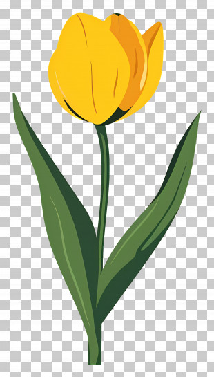 Yellow Tulip - Yellow Tulip Flower Illustration PNG