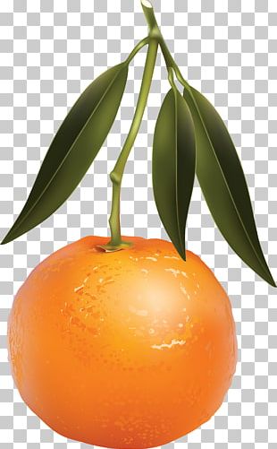 mandarina png images mandarina clipart free download imgbin com