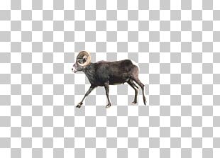 Bighorn Sheep Animal Biology PNG