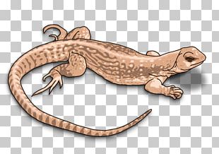 Komodo Dragon Lizard PNG
