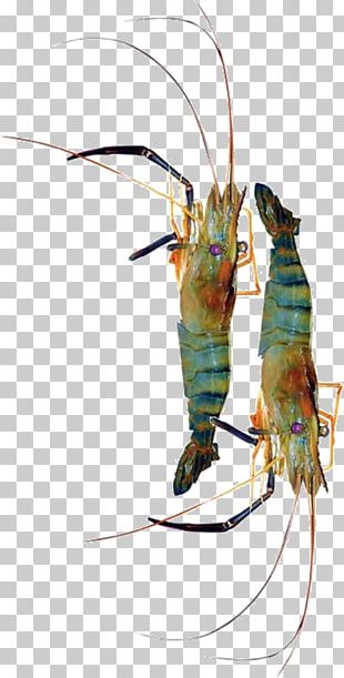 giant freshwater shrimp