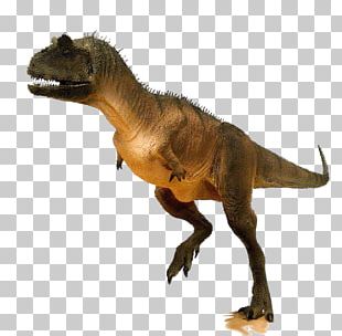 Tyrannosaurus Spinosaurus Velociraptor Stegosaurus Dinosaur PNG ...