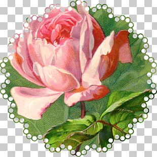 Vintage Roses: Beautiful Varieties For Home And Garden PNG