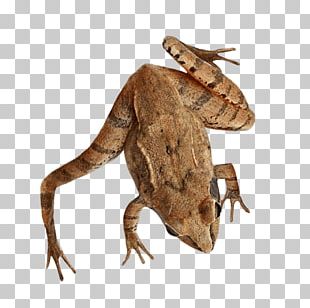 Frog Amphibians Smallmouth Bass Tadpole Largemouth Bass PNG