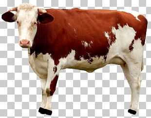 Beef Cattle Holstein Friesian Cattle Milk Dairy Cattle PNG