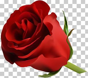 Blue Rose Flower PNG