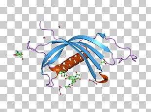 CST7 Cystatin C Protein Gene PNG
