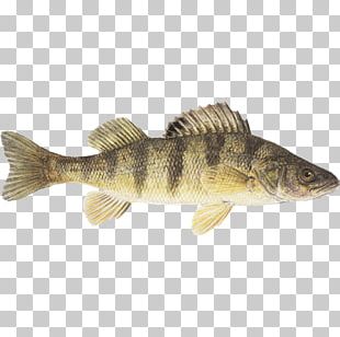 Seafood Watch Lake Erie Lake Of The Woods PNG