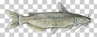 Aquaculture Of Catfish PlentyOfFish Watercolor Painting PNG