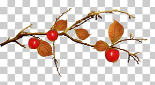 PhotoFiltre Internet PNG