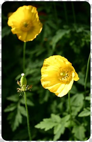 Avens Petal PNG