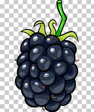 Frutti Di Bosco Blackberry Cartoon Fruit PNG