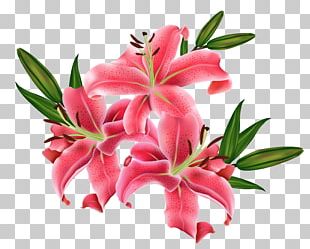 Lilium Icon PNG
