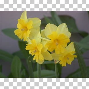 Narcissus Violet Family Violaceae PNG