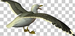 European Herring Gull Gulls Goose Cygnini Bird PNG