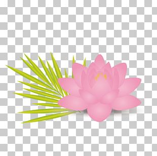 Nelumbo Nucifera Lotus Effect Flower Leaf Euclidean PNG