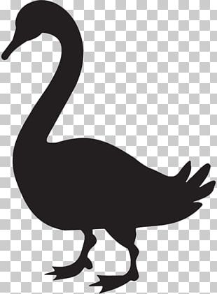 Swan Goose Duck PNG