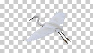 White Chart PNG