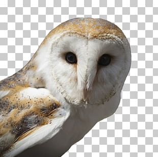 Tawny Owl Bird Snowy Owl Barn Owl PNG