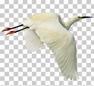 Bird Ardea Flamingos PNG