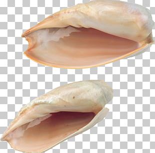 Seashell Seafood PNG