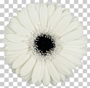 Transvaal Daisy Cut Flowers Petal PNG