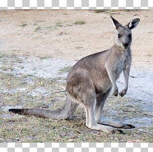 Kangaroo Wallaby Reserve Cheetah Australidelphia Mammal PNG