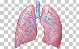 Lung Respiratory System Pulmonary Alveolus Anatomy Bronchiole PNG ...