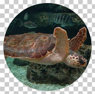 Box Turtles PNG, Clipart, Animals, Box Turtle, Box Turtles, Desktop ...