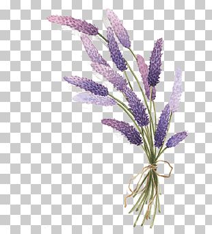 Lavender Flower PNG, Clipart, Clip Art, Color, Cut Flowers, Decoupage ...